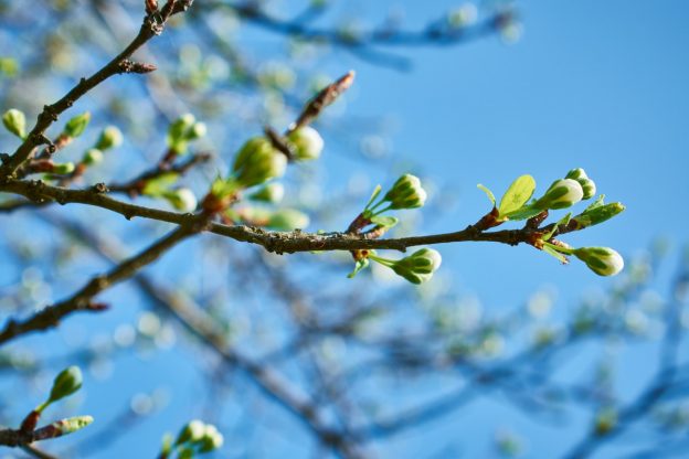 Buds of blossom on a branch